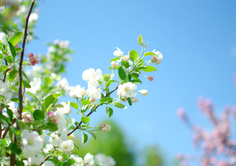 Flowering branch of apple flowers and buds of apple. Branch apple tree with green leaves. Spring concept.
