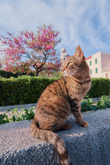 Cute cat  sitting on stone in the park.
