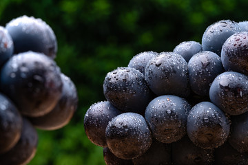 ナガノパープル　大粒のブドウ