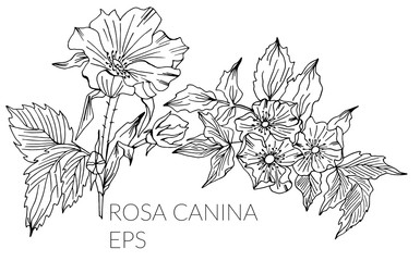 Doodle flower set with rosa canina flower and buds