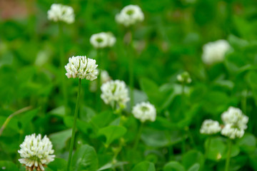 シロツメクサのクローズアップ