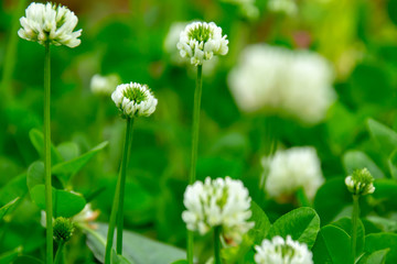 シロツメクサのクローズアップ