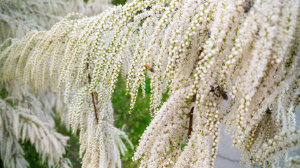 Closeup image of beautiful small white flowers growing on bush branch. Abstract image of blossoming tree