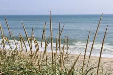 beach grass