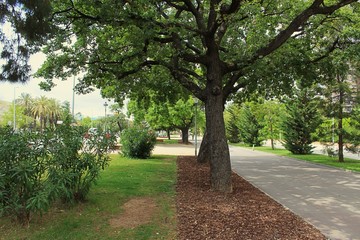árbol