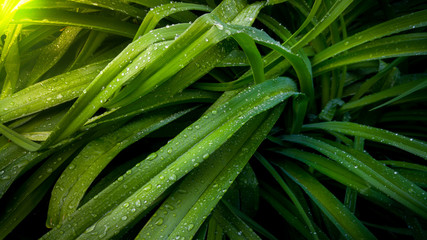Fototapeta premium Closeup image of long fresh leaves covered in water droplets in garden at sunrise