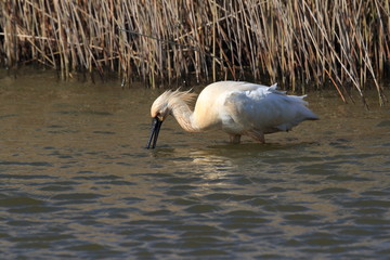 Eurasian or common spoonbill in nature Island Texel,Holland