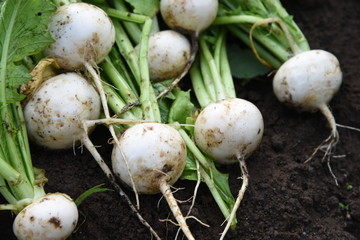 Kitchen garden / Turnip havesting