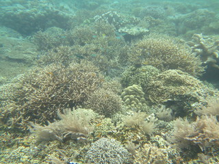 Arrecife de coral 