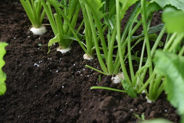 Kitchen garden / Turnip havesting