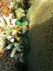 Obraz premium Arrecife de coral 