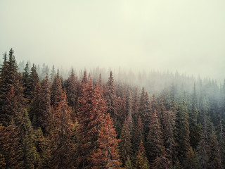 Fototapety  Aerial drone view of pine forest at fog day.