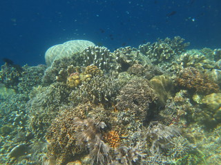 Plakat Arrecife de coral 