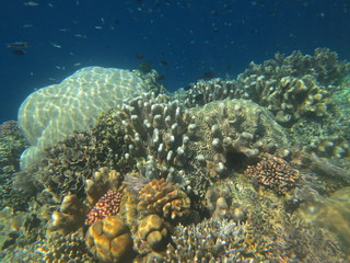 Arrecife de coral 