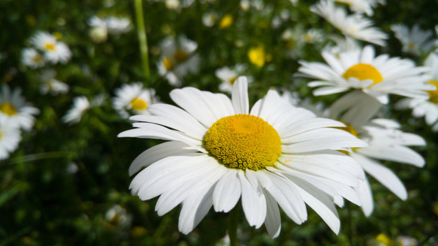 Closeup image of chamomile flowers growing on meadow in park at sunny summer day