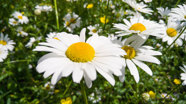 Macro image of big meadow in park covered with growing chamomile flowers. Background with white flowers