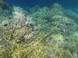 Arrecife de coral 