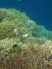 Arrecife de coral 