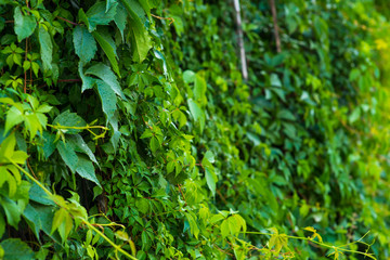 Green Lawn grass top view. Fresh nature concept