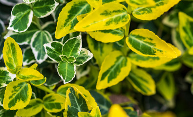 Shrub leaves of the same species and different colors