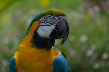 Guacamayo azul y amarillo. Ara ararauna