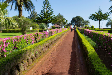 azaleas on the roadside in the azores island
