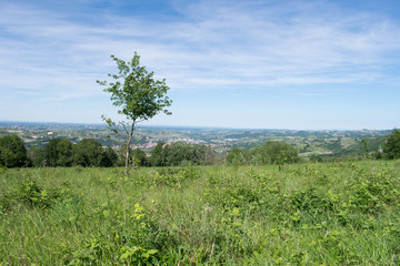 Green landscape, country landscape, field with grass