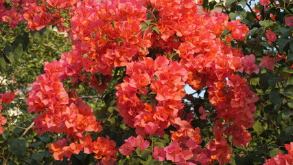 The bougainvillea flower