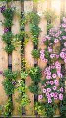 Closeup beautiful image of flowers grwoing through wooden board on decorative wall. Creative flower bed in urban garden