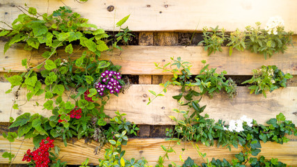 Closeup beautiful image of flowers grwoing through wooden board on decorative wall. Creative flower bed in urban garden