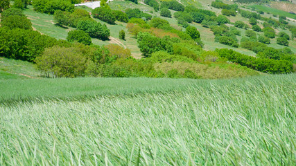 wheat and spikes and green bushes