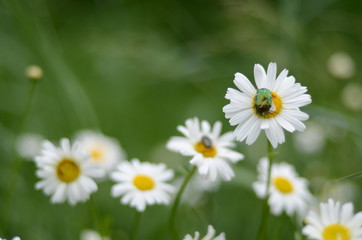 white daisies in green grass on a summer meadow gently bloom
