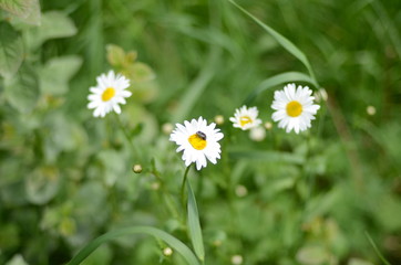 Fototapeta premium white daisies in green grass on a summer meadow gently bloom