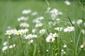 Fototapeta premium white daisies in green grass on a summer meadow gently bloom