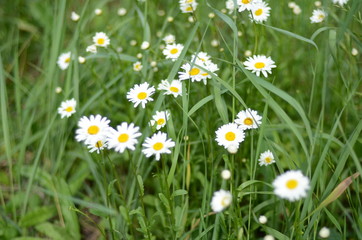 Fototapeta premium white daisies in green grass on a summer meadow gently bloom