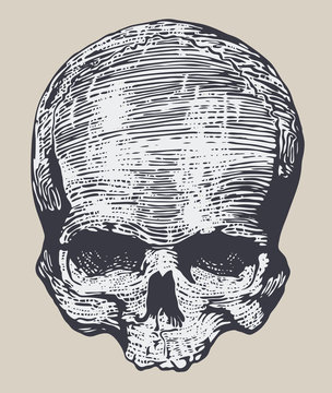 skull art graphic style vector image