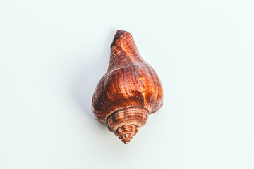 Sea shell on white background