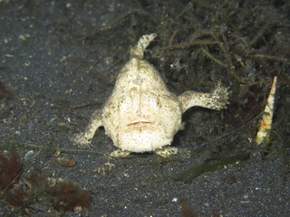 Frog fish andando