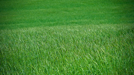 Obraz premium wheat and spikes and green bushes