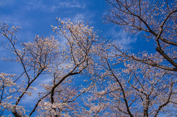 青空と桜