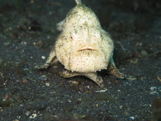 Frog fish andando