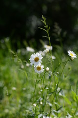 white chamomile in green grass on a summer meadow gently bloom