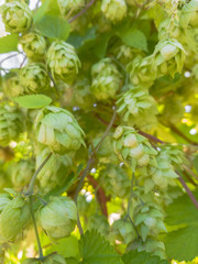 Hop flowers growing on hop plant, Humulus lupulus.