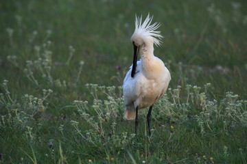 Eurasian or common spoonbill in nature Island Texel,Holland