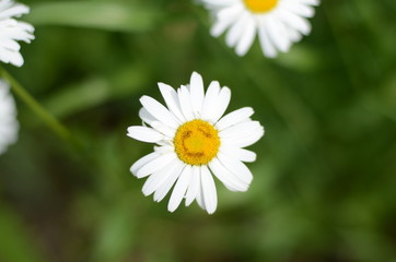 Fototapeta premium white chamomile in green grass on a summer meadow gently bloom