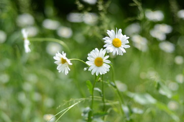 Fototapeta premium white chamomile in green grass on a summer meadow gently bloom