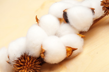Branch with cotton flowers on wooden background