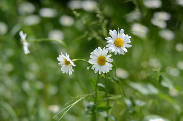 white  chamomile in green grass on a summer meadow gently bloom