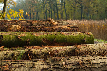 wood logging in the netherlands