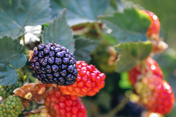 Blackberries